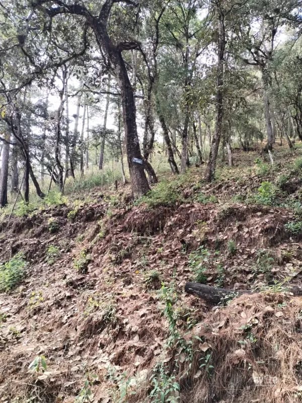 El Encinal, tronco 10. Terreno de 4,460 varas en venta Q900,000 más impuestos, negociable — Terreno en Venta en El Encinal, Zona 7 Mixco, Guatemala, Ciudad — foto 1 de 9