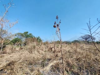 Alquilo terreno en Escuinta de 2.5 manzanas, muy cerca de Prados de la Costa Sur — Terreno en Alquiler en Costa Sur, Escuintla — miniatura 8 de 12