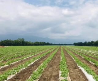 Se vende finca de 26.7 manzanas en El Progreso, Guastatoya — Finca en Venta en El Jícaro, El Progreso — miniatura 1 de 9