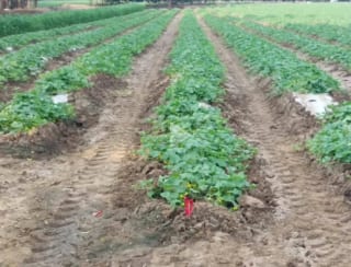 Se vende finca de 26.7 manzanas en El Progreso, Guastatoya — Finca en Venta en El Jícaro, El Progreso — miniatura 9 de 9