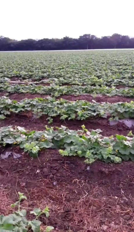 Se vende finca de 26.7 manzanas en El Progreso, Guastatoya — Finca en Venta en El Jícaro, El Progreso — foto 8 de 9