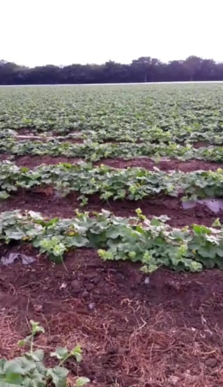 Se vende finca de 26.7 manzanas en El Progreso, Guastatoya — Finca en Venta en El Jícaro, El Progreso — miniatura 8 de 9