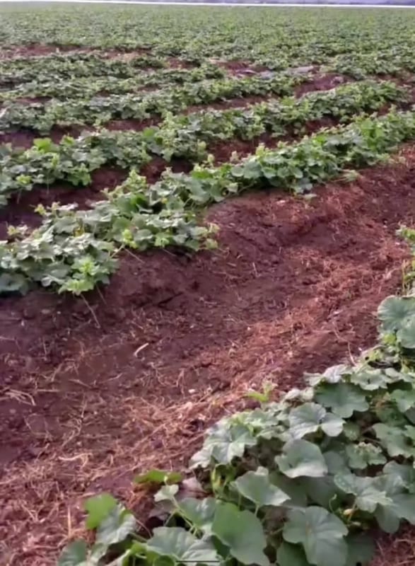 Se vende finca de 26.7 manzanas en El Progreso, Guastatoya — Finca en Venta en El Jícaro, El Progreso — foto 2 de 9