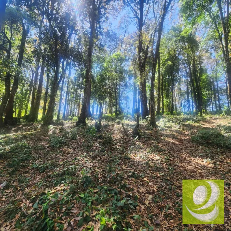 Terreno en Venta Bosque Vivo - 1