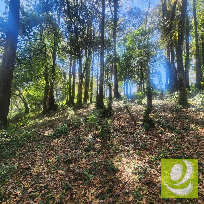 Terreno en Venta Bosque Vivo - 4