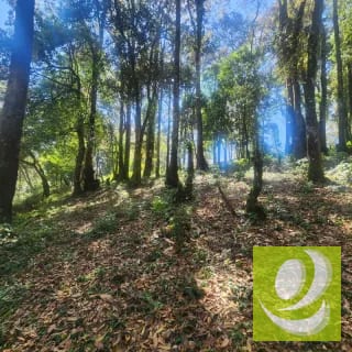 Terreno en Venta Bosque Vivo — Terreno en Venta en Zona 1 Mixco, Guatemala, Ciudad — miniatura 4 de 6