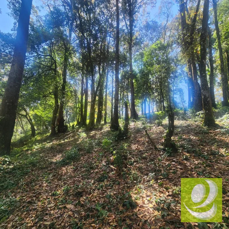 Terreno en Venta Bosque Vivo - 5