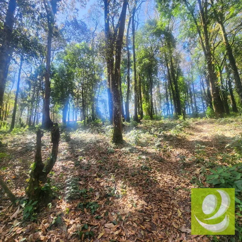 Terreno en Venta Bosque Vivo - 6
